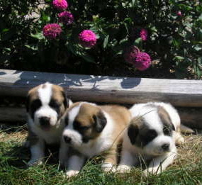 saintpups.jpg